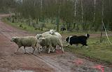 BORDER COLLIE - MOUTONS 052
